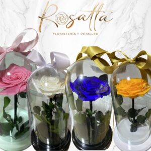.Rosa preservada con lazo #004